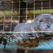 a farmed mink lies in a metal cage