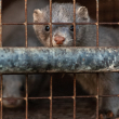 captive mink