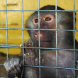 A primate in a cage.