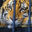 A tiger lays down in a metal cage.