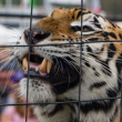 A tiger rubs its face against a wire enclosure, showing its teeth.
