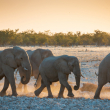 A herd of elephants walk during sunset