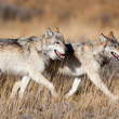 gray wolves - photo by Danita Delimont