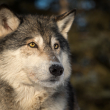 A gray wolf looks off into the distance