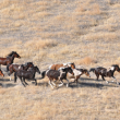 Wild horses running, photographed from above.