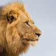 Male lion shown against sky