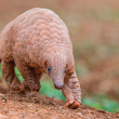 Pangolin