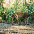 A Florida panther walks among greenery
