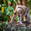 A wild long-tailed macaque in Cambodia.