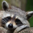 Raccoon