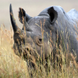 Rhino