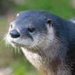 Close-up of a river otter looking off to the left