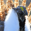 Sage-Grouse