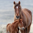 Wild mare and foal