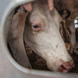 Cows during transport