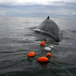 A satellite-tagged humpback whale entangled in gillnet.
