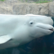 A captive beluga swims in an enclosure with people's reflections in the tank's glass