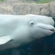 A captive beluga swims in an enclosure with people's reflections in the glass