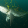 Bull shark trapped in fishing gear