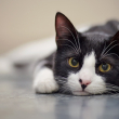 black and white young cat laying on cement floor