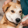older dog cuddling with human