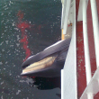 Dead Minke Whale - Photo by Michael Tenten/IMMCS