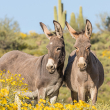 wild burros in Arizona - photo by natureguy