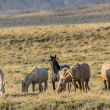 herd of wild horses grazing