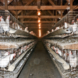 battery caged laying hens