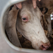 Dairy cows, many with full udders, arrive at a slaughterhouse in a filthy transport truck.