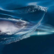 Fin whale