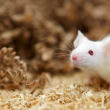 Mouse - Photo by Novartis AG