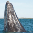 A gray whale breaches in the ocean