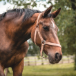 A brown horse wearing a faded red halter walks in a paddock