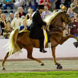 A horse and rider perform the Big Lick at a horse show.