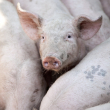 New Report Examines Humane Slaughter Enforcement at Federal, State Level