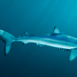 A shark swims in the ocean as sunlight filters through the water.