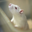 white lab rat peeking out of container
