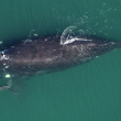 A adult North Atlantic right whale swims alongside her calf.