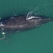 An adult North Atlantic right whale and her calf swim in blue-green ocean waters.