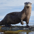 A river otter stands on a rock in a body of water.