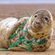 Seal entangled in fishing gear