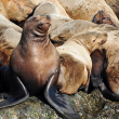 Sea Lion Photo by Raymond Lavoie