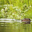 A beaver swims in a pond.