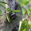 Sloth - Photo by Bryson Voirin