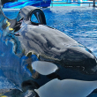 Photo of Tilikum by Brandy Kregel