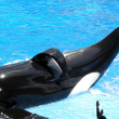 Photo of Tilikum, from Flickr by Milan Boers