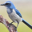 Florida scrub jay - photo by Steve Byland