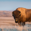 bison on a prairie