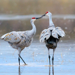 two sandhill cranes in a pond